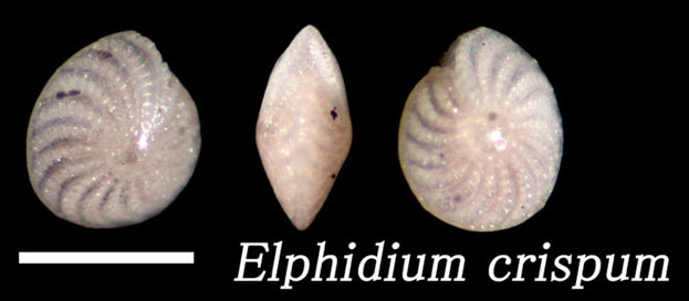 Elphidium crispum